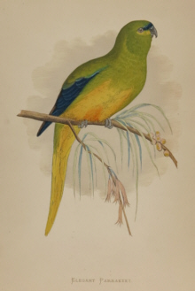 Natural history prints, Birds, WT Greene