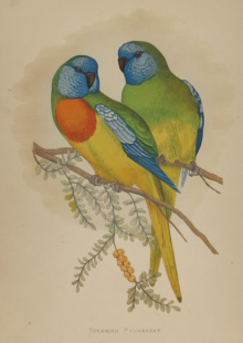 Natural history prints, Birds, WT Greene