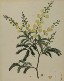 H.C. Andrews, Botanical prints