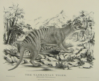 Gerard Krefft Mammals of Australia