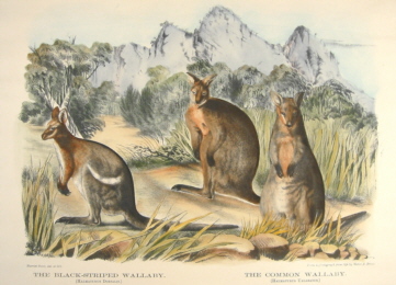 Natural history, Gerard Krefft