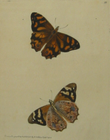 Natural history, Leach
