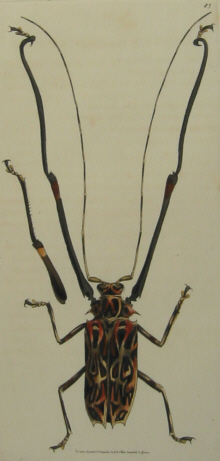 Natural history, Leach