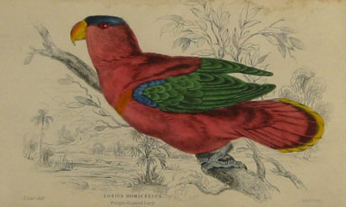 Edward Lear bird prints