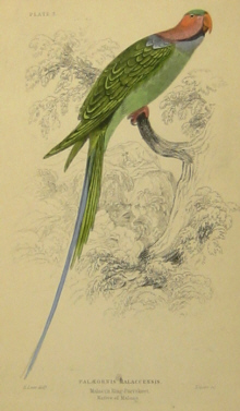 Edward Lear bird prints