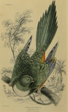 Edward Lear bird prints