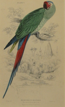 Edward Lear bird prints