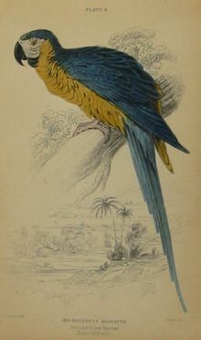 Edward Lear bird prints