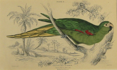 Edward Lear bird prints