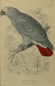 Edward Lear bird prints