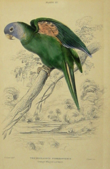 Edward Lear Original prints