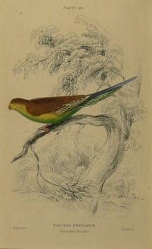 Edward Lear bird prints