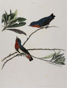 John Lewin Birds of New South Wales