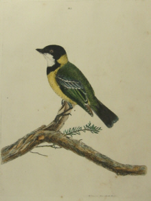 John Lewin Birds of New South Wales