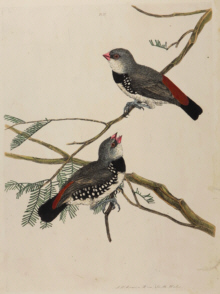 John Lewin Birds of New South Wales