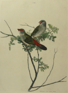 John Lewin Birds of New South Wales