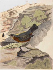 John Lewin Birds of New South Wales