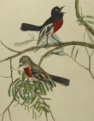 John Lewin Birds of New South Wales