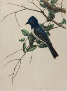 John Lewin Birds of New South Wales