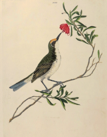 John Lewin Birds of New South Wales