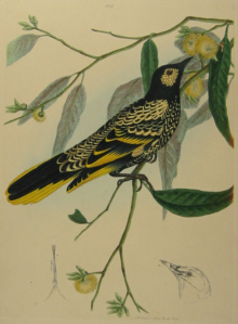 John Lewin Birds of New South Wales