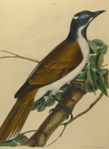 John Lewin Birds of New South Wales