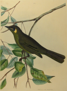 John Lewin Birds of New South Wales