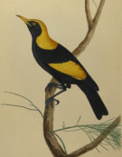 John Lewin Birds of New South Wales