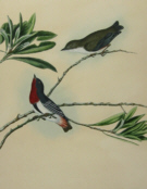 John Lewin Birds of New South Wales