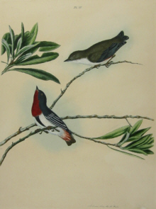 John Lewin Birds of New South Wales