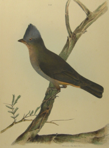 John Lewin Birds of New South Wales