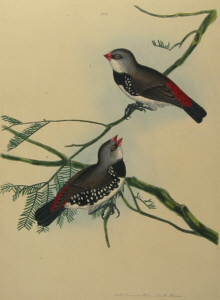 John Lewin Birds of New South Wales