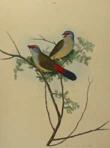 John Lewin Birds of New South Wales