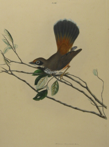 John Lewin Birds of New South Wales