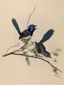 John Lewin Birds of New South Wales