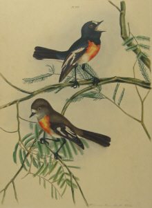 John Lewin Birds of New South Wales