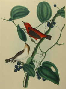 John Lewin Birds of New South Wales