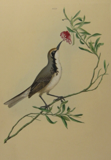 John Lewin Birds of New South Wales