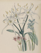 Botanical prints, Jane Webb Loudon