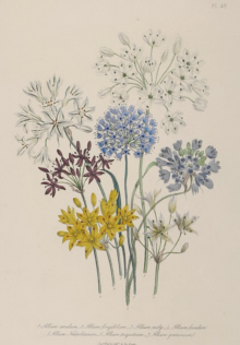 Botanical prints, Jane Webb Loudon