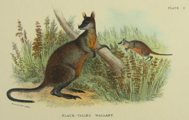 Lydekker mammals