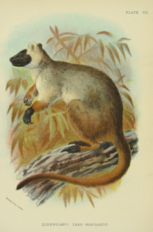 Richard Lydekker Mammals Australia