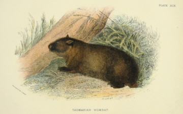 Richard Lydekker Australian mammals