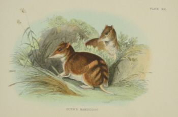 Richard Lydekker Australian mammals