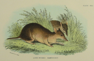 Lydekker mammals