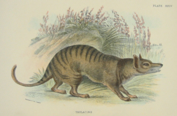 Richard Lydekker Australian mammals