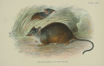 Richard Lydekker Australian mammals