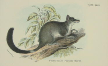 Richard Lydekker Australian mammals