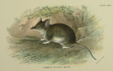 Lydekker mammals