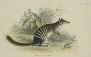 Richard Lydekker Australian mammals